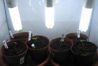 100 Watt Cfl Grow Update 1 In The Nursery Marijuana Seeding intended for proportions 3072 X 2304