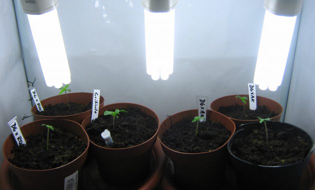 100 Watt Cfl Grow Update 1 In The Nursery Marijuana Seeding intended for proportions 3072 X 2304