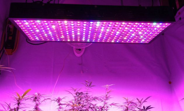 1000 Watt Led Grow Light For Property Housestclair within proportions 1140 X 713