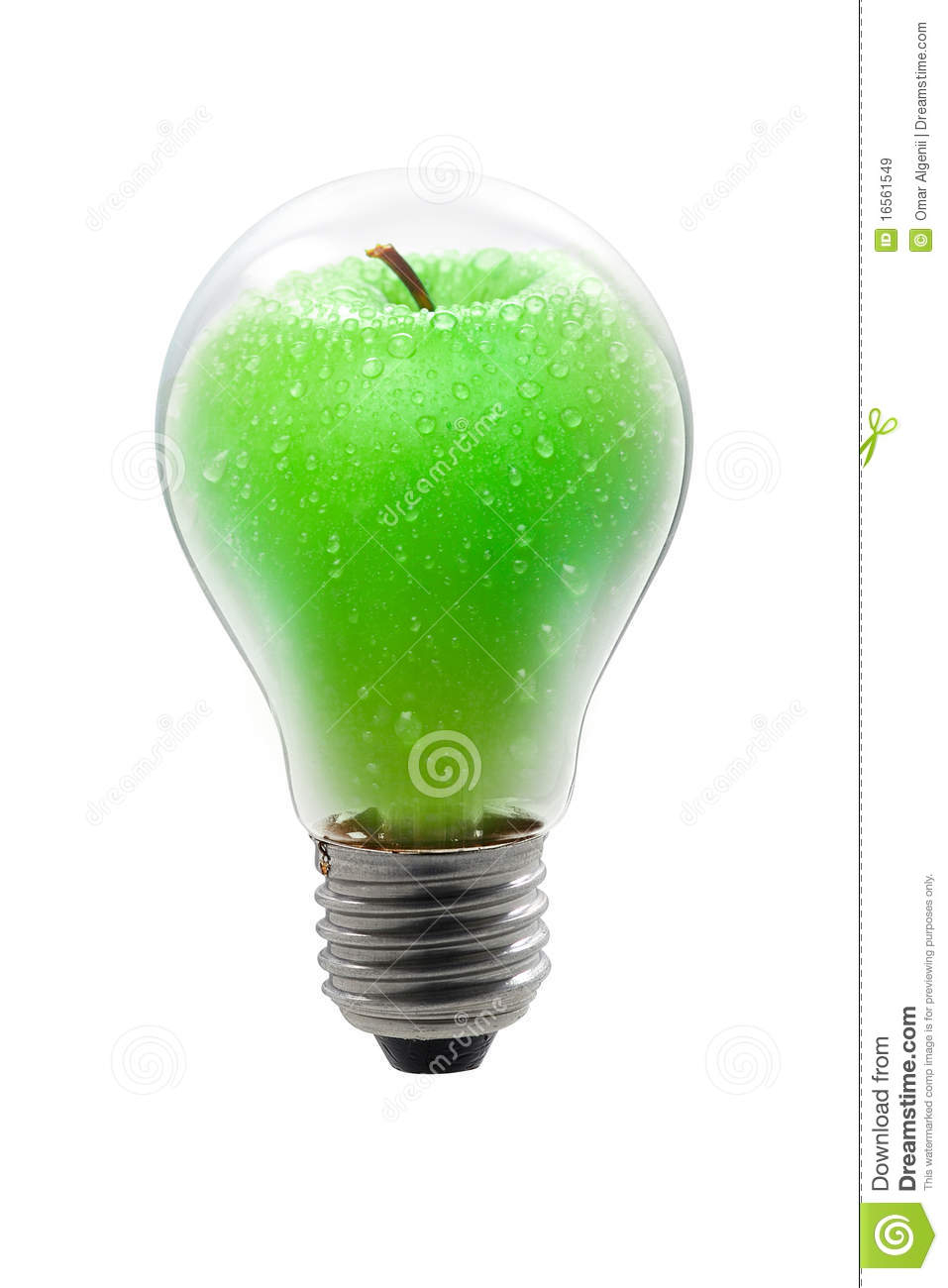 Apple Bulb Stock Image Image Of Isolated Apple Plant 16561549 inside size 957 X 1300