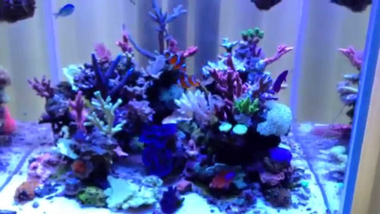 Basjacobs Sps Cube New Corals And Growth Under Ati Powermodule in size 1280 X 720