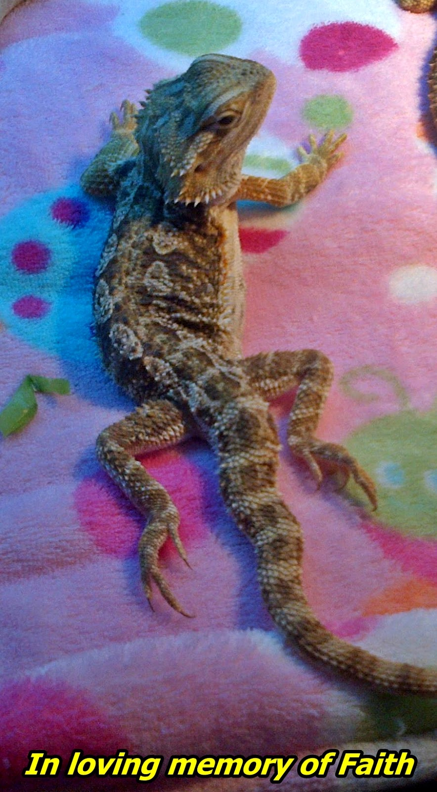 Bearded Dragon Care Bearded Dragon Lighting And Heating intended for sizing 884 X 1600