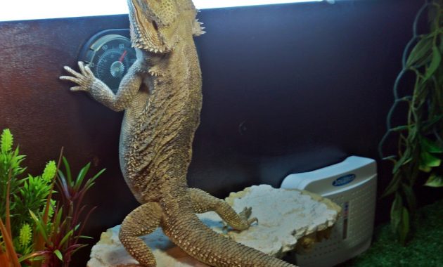 Bearded Dragon Care Bearded Dragon Lighting And Heating pertaining to measurements 1600 X 1245