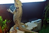 Bearded Dragon Care Bearded Dragon Lighting And Heating pertaining to measurements 1600 X 1245