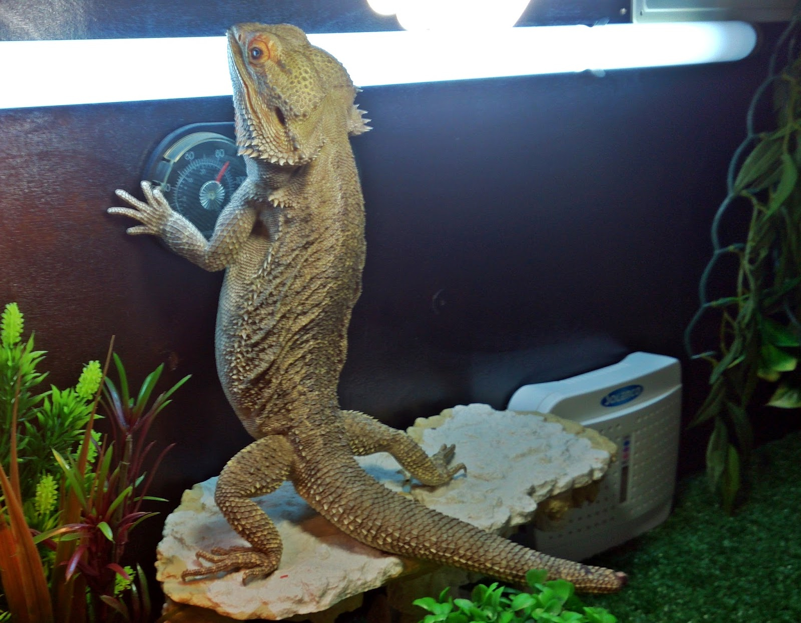 Bearded Dragon Care Bearded Dragon Lighting And Heating pertaining to measurements 1600 X 1245