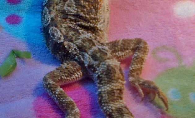 Bearded Dragon Care Bearded Dragon Lighting And Heating pertaining to proportions 884 X 1600