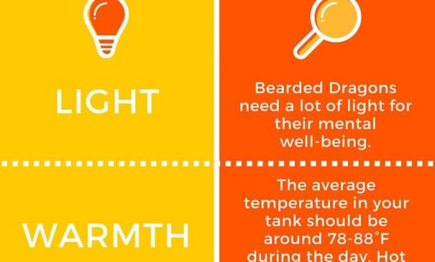 Bearded Dragon Lighting Facts More Info On Beardeddragontank within measurements 800 X 2000