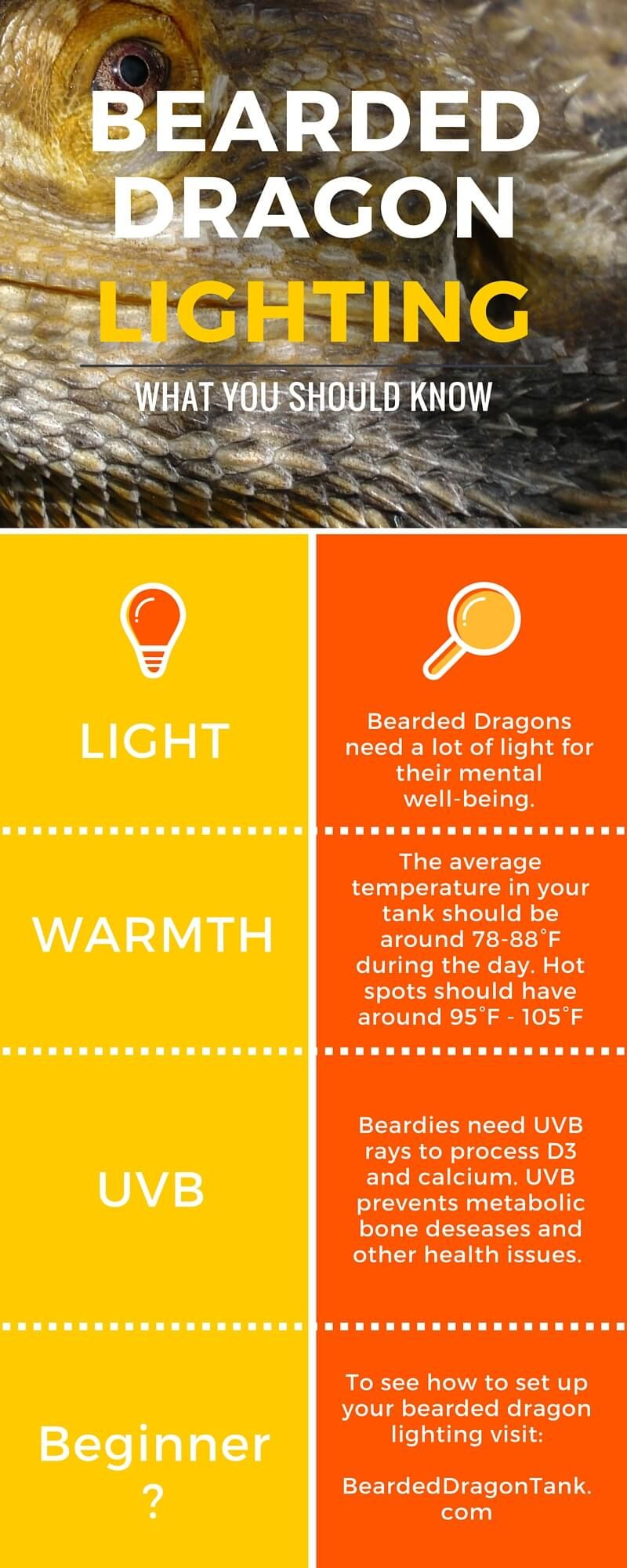 Bearded Dragon Lighting Facts More Info On Beardeddragontank within measurements 800 X 2000