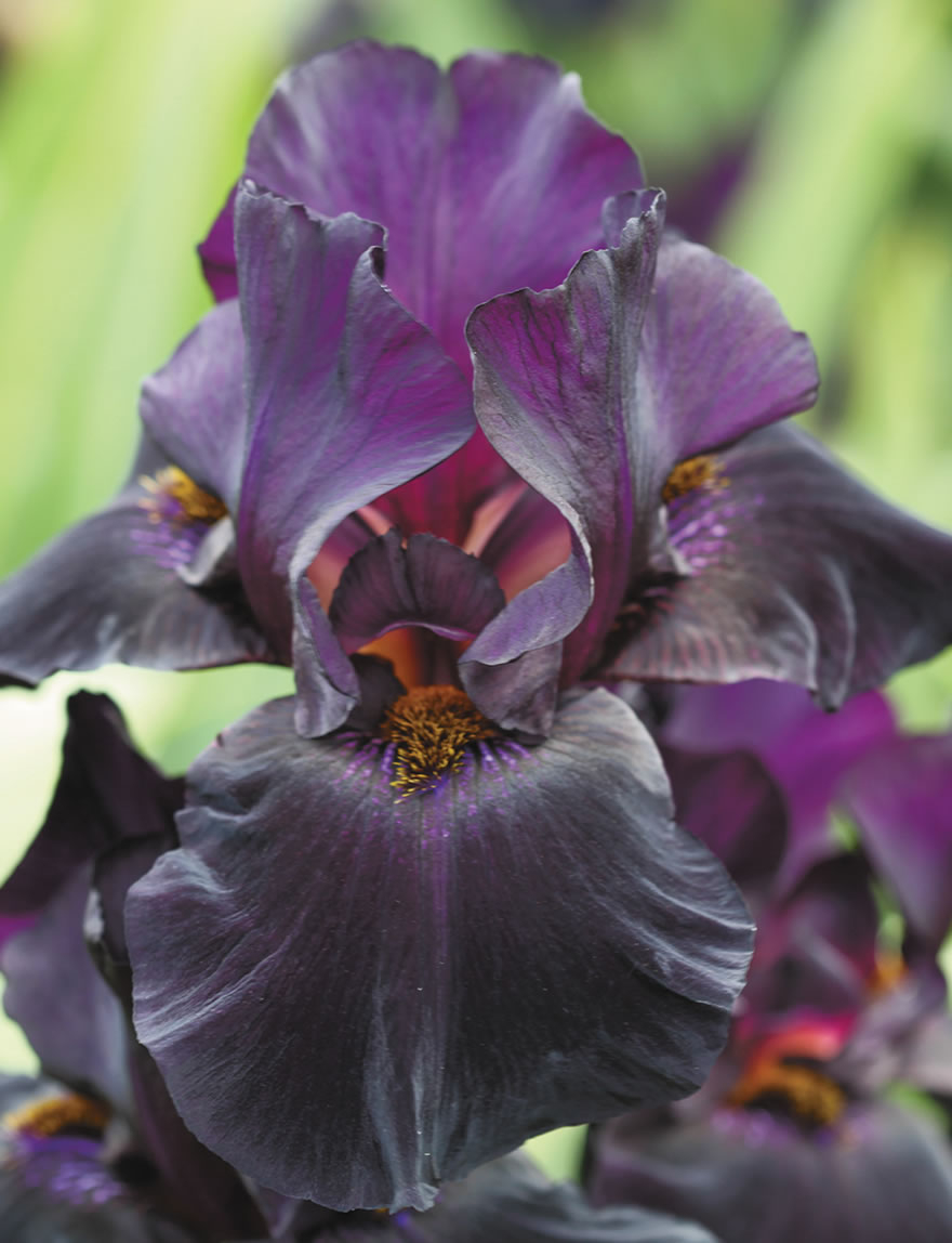 Bearded Iris Old Black Magic Tesselaar with measurements 880 X 1148