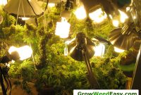 Beginner Guide To Growing Cannabis With Cfl Lights Grow Weed Easy for measurements 2976 X 2226