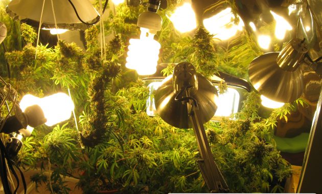 Beginner Guide To Growing Cannabis With Cfl Lights Grow Weed Easy for measurements 2976 X 2226