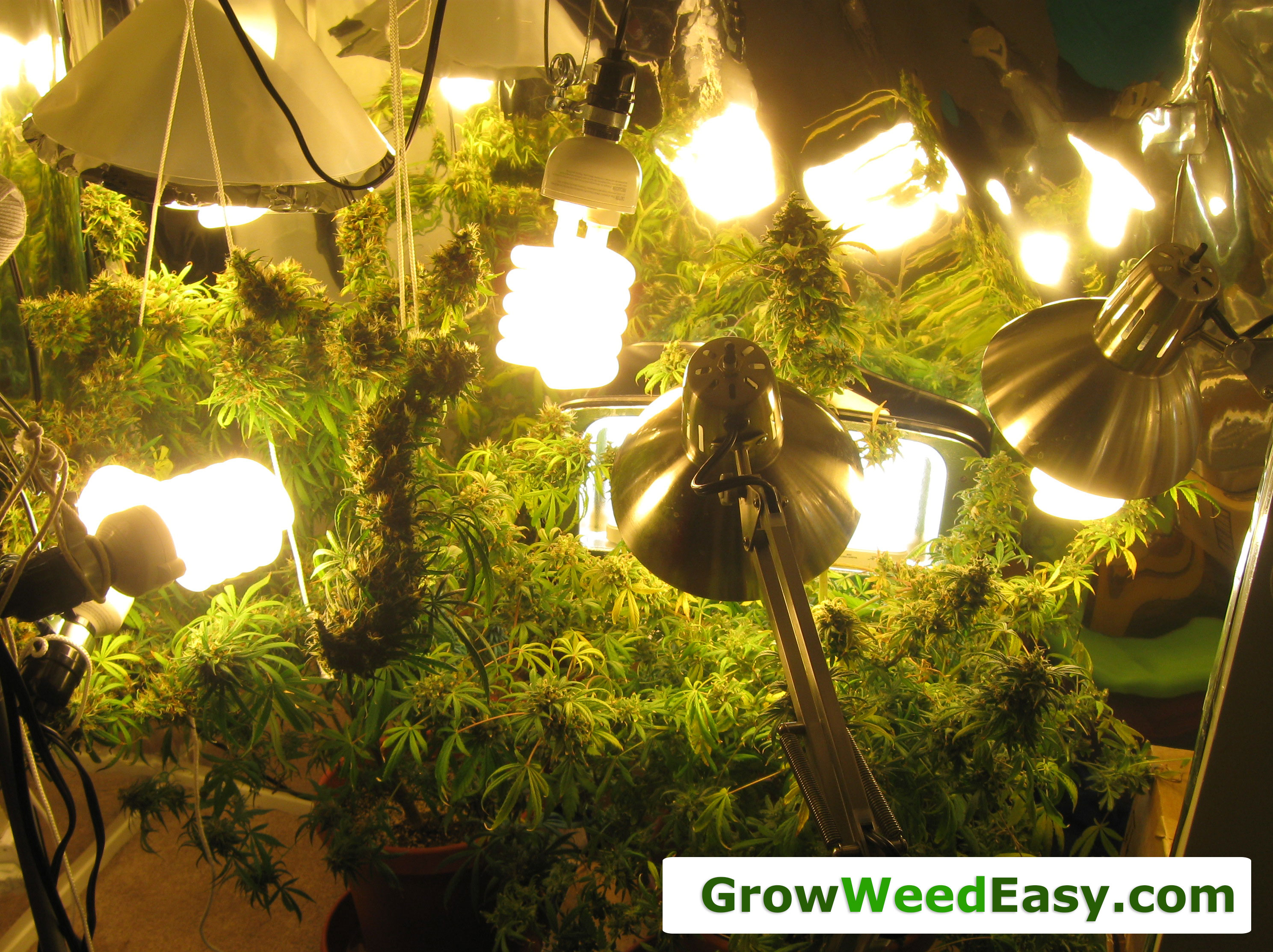 Beginner Guide To Growing Cannabis With Cfl Lights Grow Weed Easy for measurements 2976 X 2226