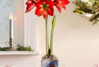 Bluebird Mug And Miniature Amaryllis Bulb Gift Set In Live Plants inside proportions 1000 X 1100