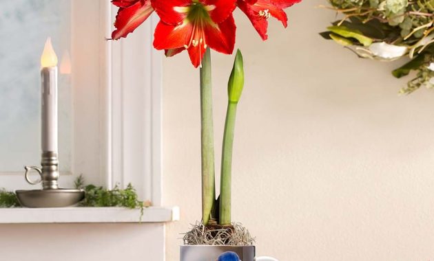 Bluebird Mug And Miniature Amaryllis Bulb Gift Set In Live Plants inside proportions 1000 X 1100