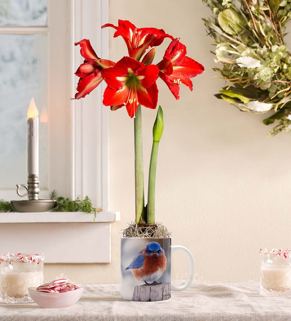 Bluebird Mug And Miniature Amaryllis Bulb Gift Set In Live Plants inside proportions 1000 X 1100