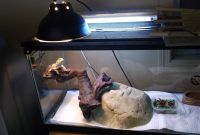 Cant Get Basking Area Hot Enough Bearded Dragon Org regarding proportions 1024 X 768