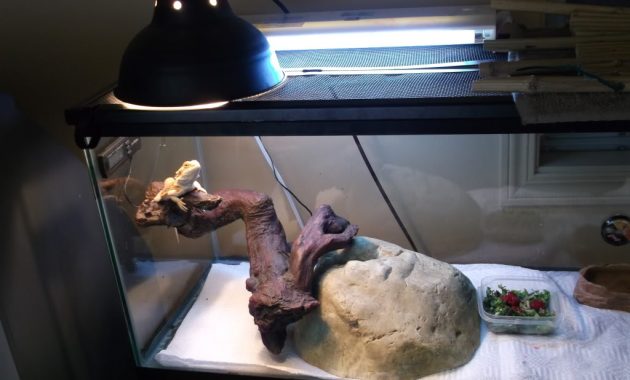 Cant Get Basking Area Hot Enough Bearded Dragon Org regarding proportions 1024 X 768