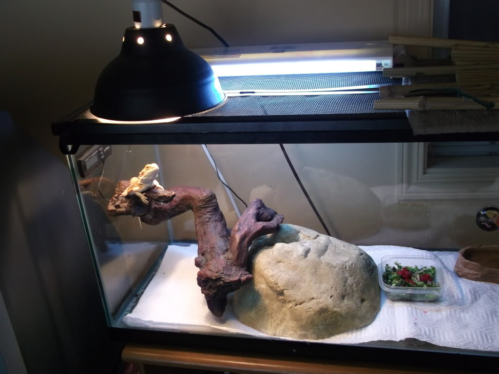 Cant Get Basking Area Hot Enough Bearded Dragon Org regarding proportions 1024 X 768