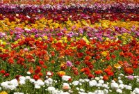 Carlsbad Flower Field Of Persian Buttercup From In The Gardenwith regarding proportions 1024 X 768