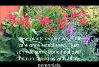 Crocosmia Lucifer In Flower Dividing And Caring Bulbs And Corms Hd in sizing 1440 X 1080