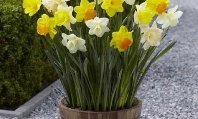 Daffodil Bulbs Trumpet Large Cup Mix inside dimensions 900 X 900