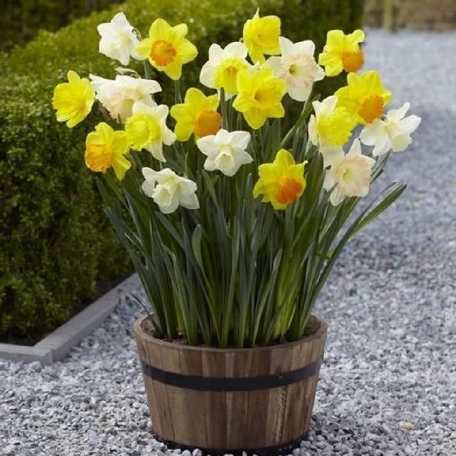 Daffodil Bulbs Trumpet Large Cup Mix inside dimensions 900 X 900