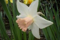 Daffodil Pink Smiles Spring Flower Bulbs Bulbs4u intended for measurements 3264 X 2448