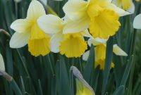 Daffodil Ptolemy Daffodil Bulbs Flower Seeds And Bulbs with regard to sizing 2000 X 3008