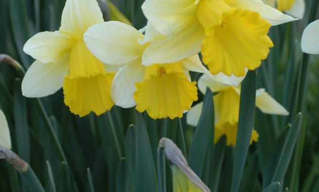 Daffodil Ptolemy Daffodil Bulbs Flower Seeds And Bulbs with regard to sizing 2000 X 3008