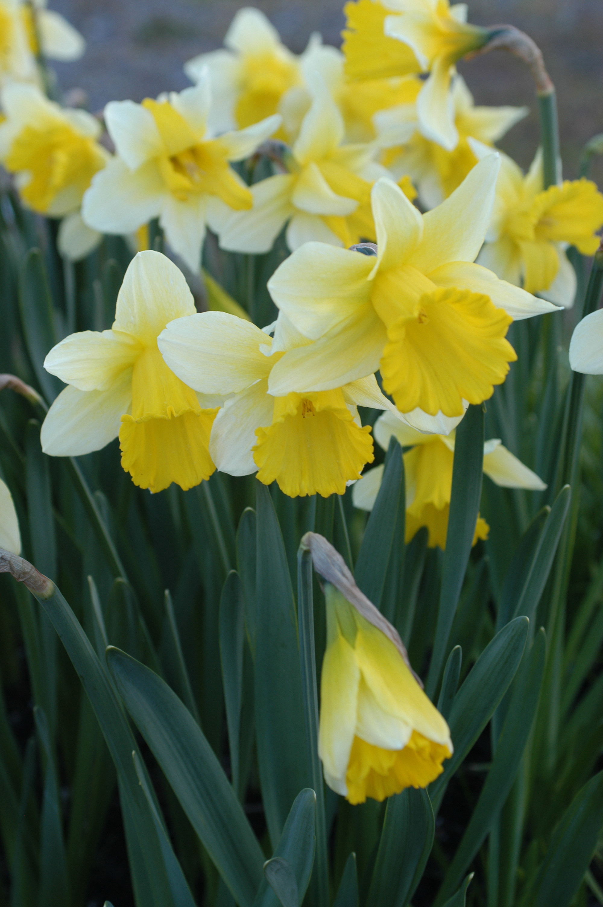 Daffodil Ptolemy Daffodil Bulbs Flower Seeds And Bulbs with regard to sizing 2000 X 3008