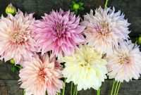 Dahlia Bulbs Pastel Mix inside proportions 1141 X 1141