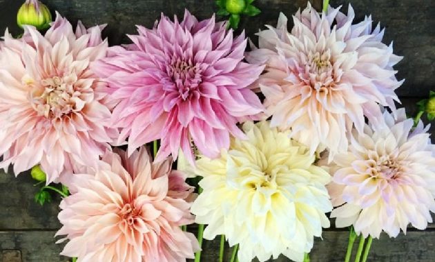 Dahlia Bulbs Pastel Mix inside proportions 1141 X 1141