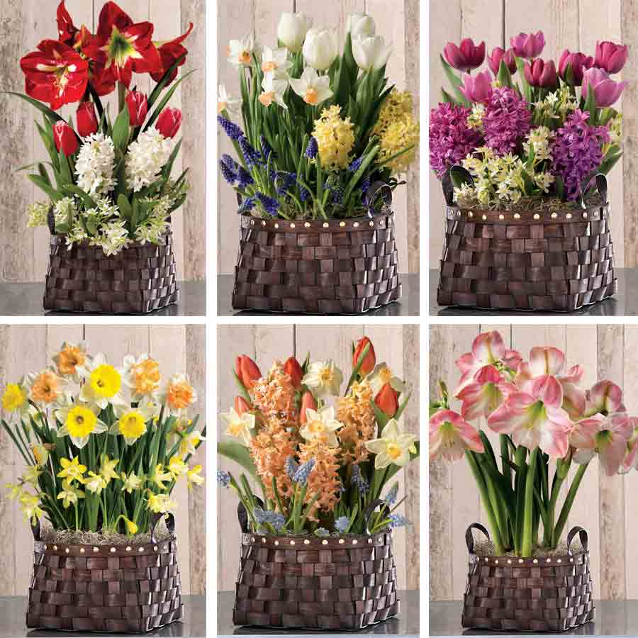 Flowers Every Month Interesting Month Bulb Club With Flowers Every with proportions 900 X 900