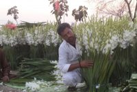 Gladiolus Cultivation In Pakistan Greenworksgreenworks throughout sizing 1722 X 970