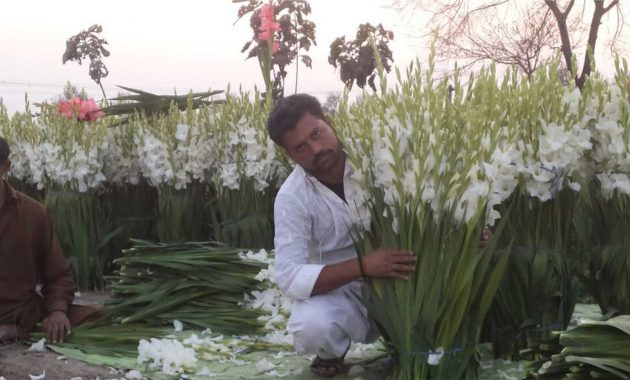 Gladiolus Cultivation In Pakistan Greenworksgreenworks throughout sizing 1722 X 970