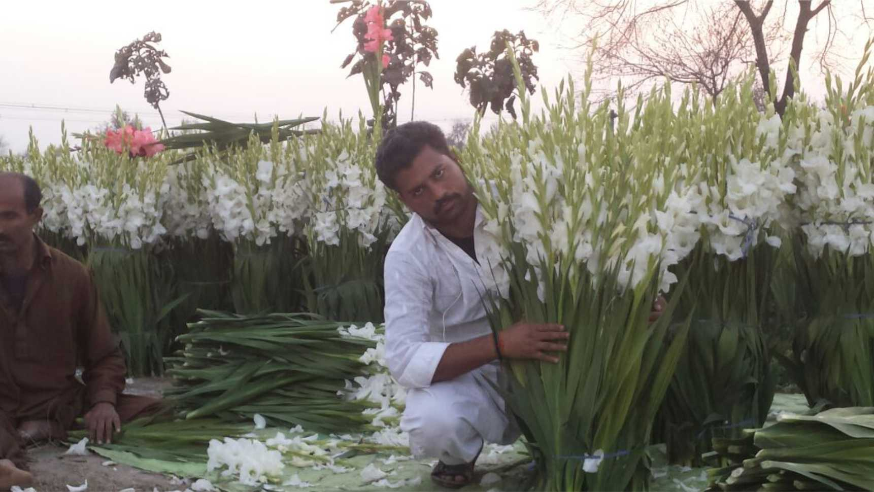 Gladiolus Cultivation In Pakistan Greenworksgreenworks throughout sizing 1722 X 970