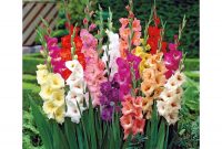 Gladiolus Mix Color Flower Bulbs Pack Of 5 Bulbs Easy Gardening inside sizing 900 X 900