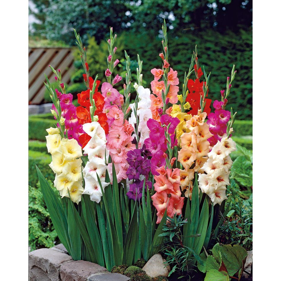 Gladiolus Mix Color Flower Bulbs Pack Of 5 Bulbs Easy Gardening inside sizing 900 X 900