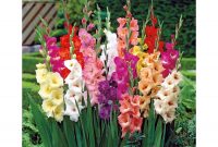 Gladiolus Mix Color Flower Bulbs Pack Of 5 Bulbs Easy Gardening within sizing 900 X 900