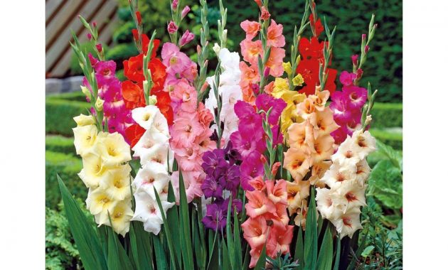Gladiolus Mix Color Flower Bulbs Pack Of 5 Bulbs Easy Gardening within sizing 900 X 900