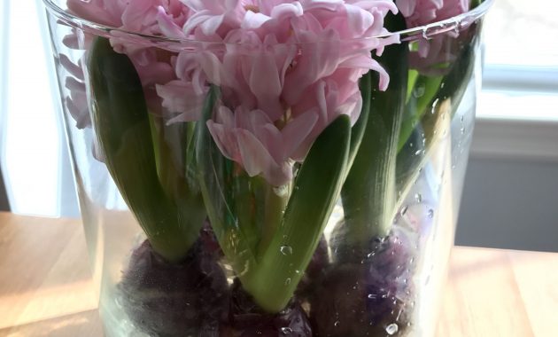 Grow Hyacinth With Just Water Put Rocks Or Decorative Rocks On for measurements 3024 X 4032