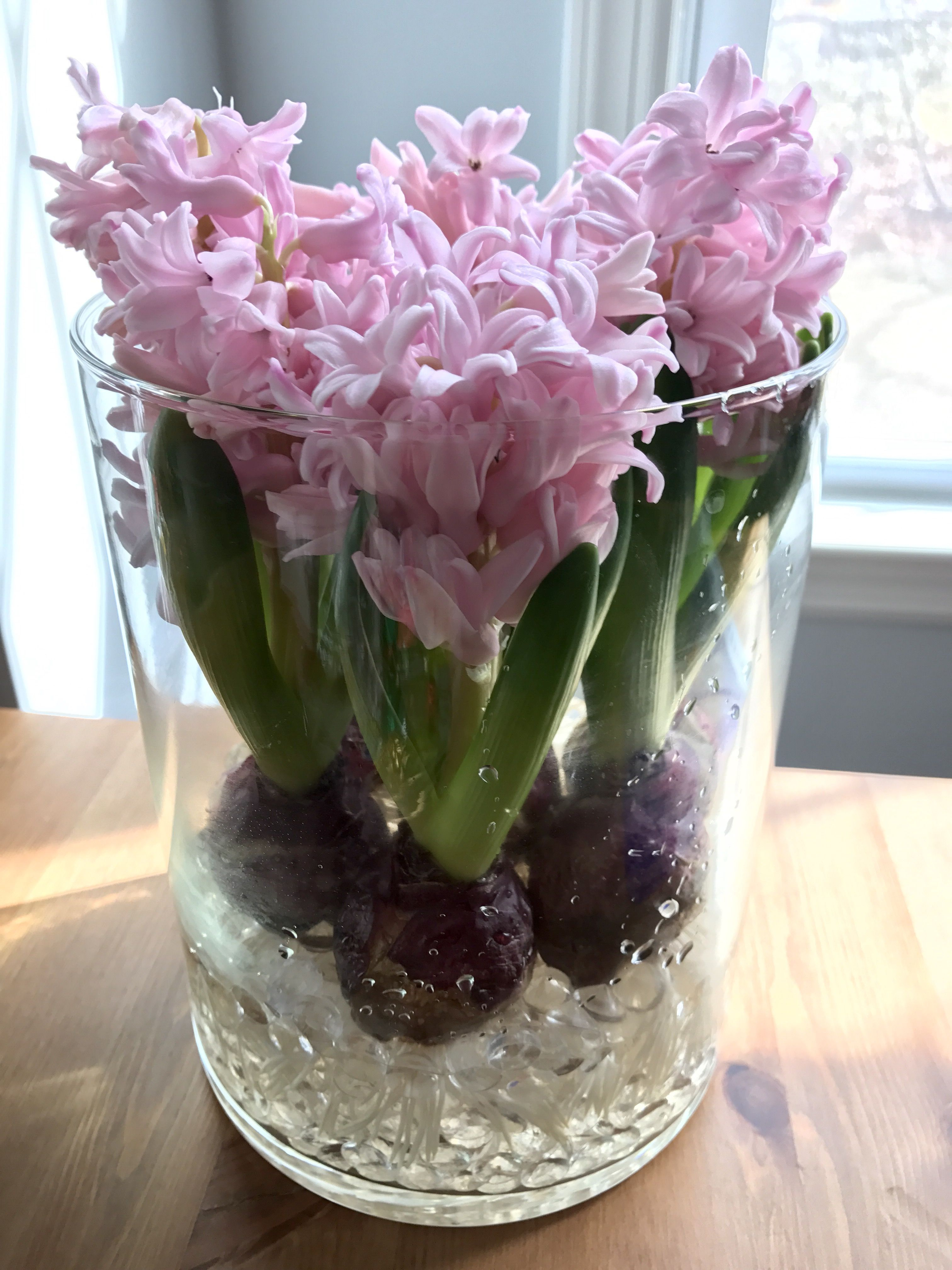 Grow Hyacinth With Just Water Put Rocks Or Decorative Rocks On intended for sizing 3024 X 4032