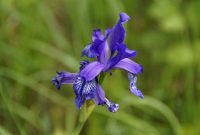 Growing The Siberian Iris Old Farmers Almanac inside sizing 5456 X 3632