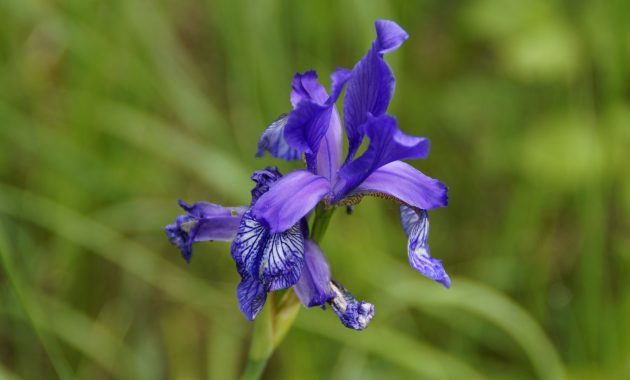 Growing The Siberian Iris Old Farmers Almanac inside sizing 5456 X 3632