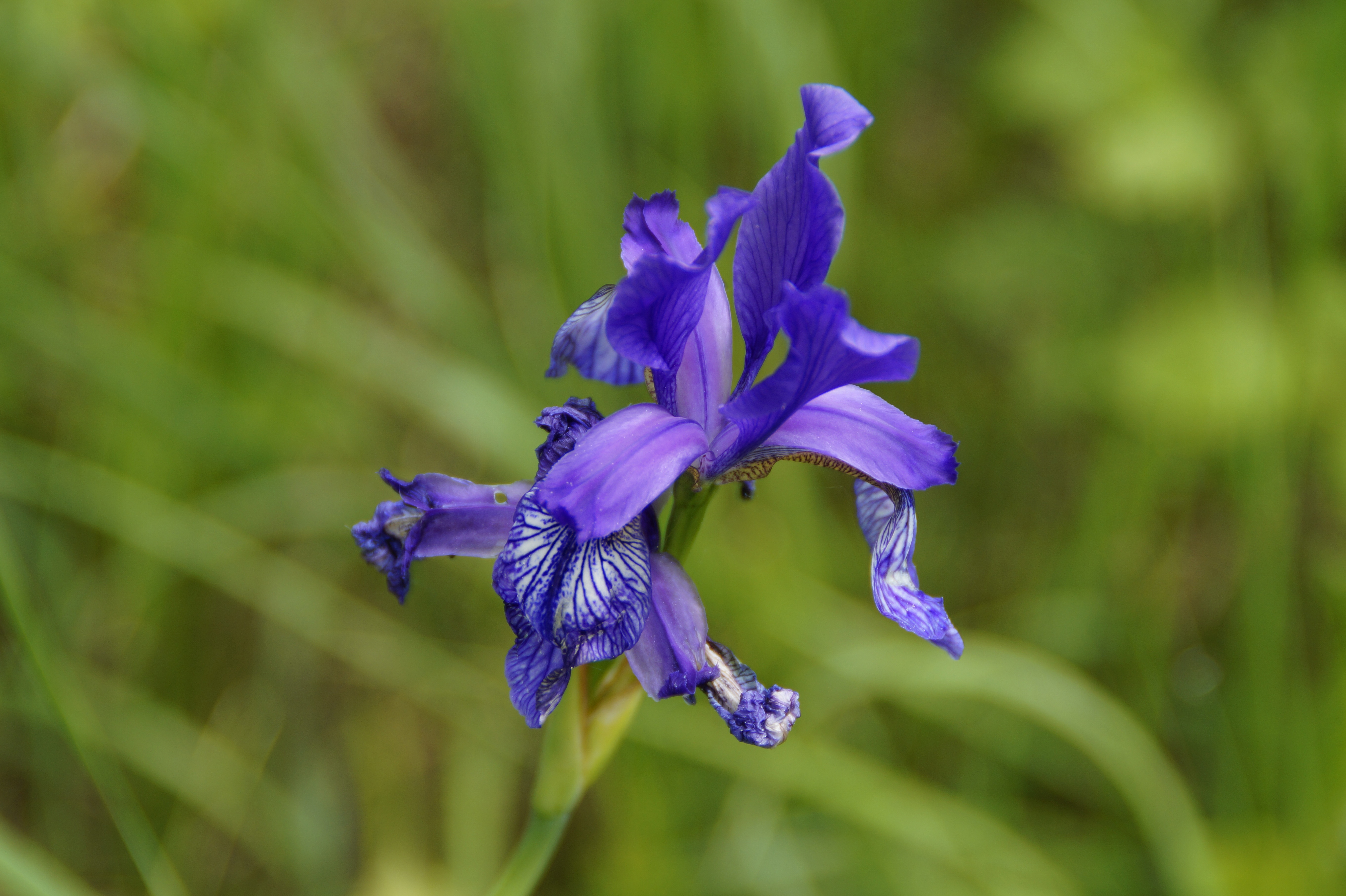 Growing The Siberian Iris Old Farmers Almanac inside sizing 5456 X 3632