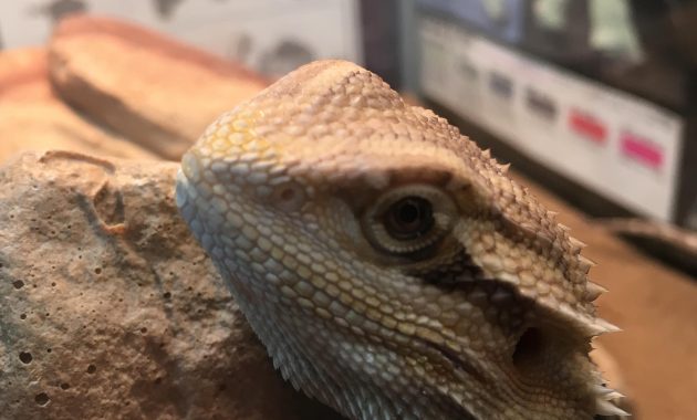 Im Afraid This May Be A Case Of Canv Bearded Dragon Org intended for measurements 3024 X 3024