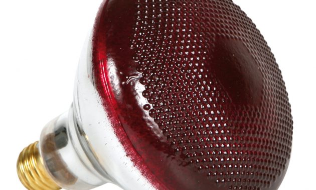 Infrared Heavy Duty Hard Glass Heat Bulbs 175 Watt Red Glass with proportions 1000 X 1000