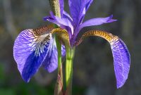 Iris Plant Wikipedia in dimensions 1200 X 1532