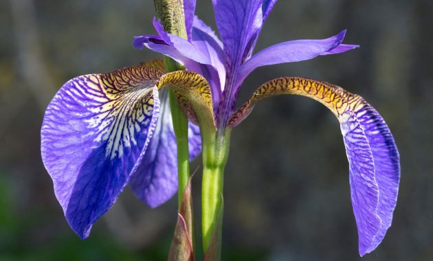 Iris Plant Wikipedia in dimensions 1200 X 1532