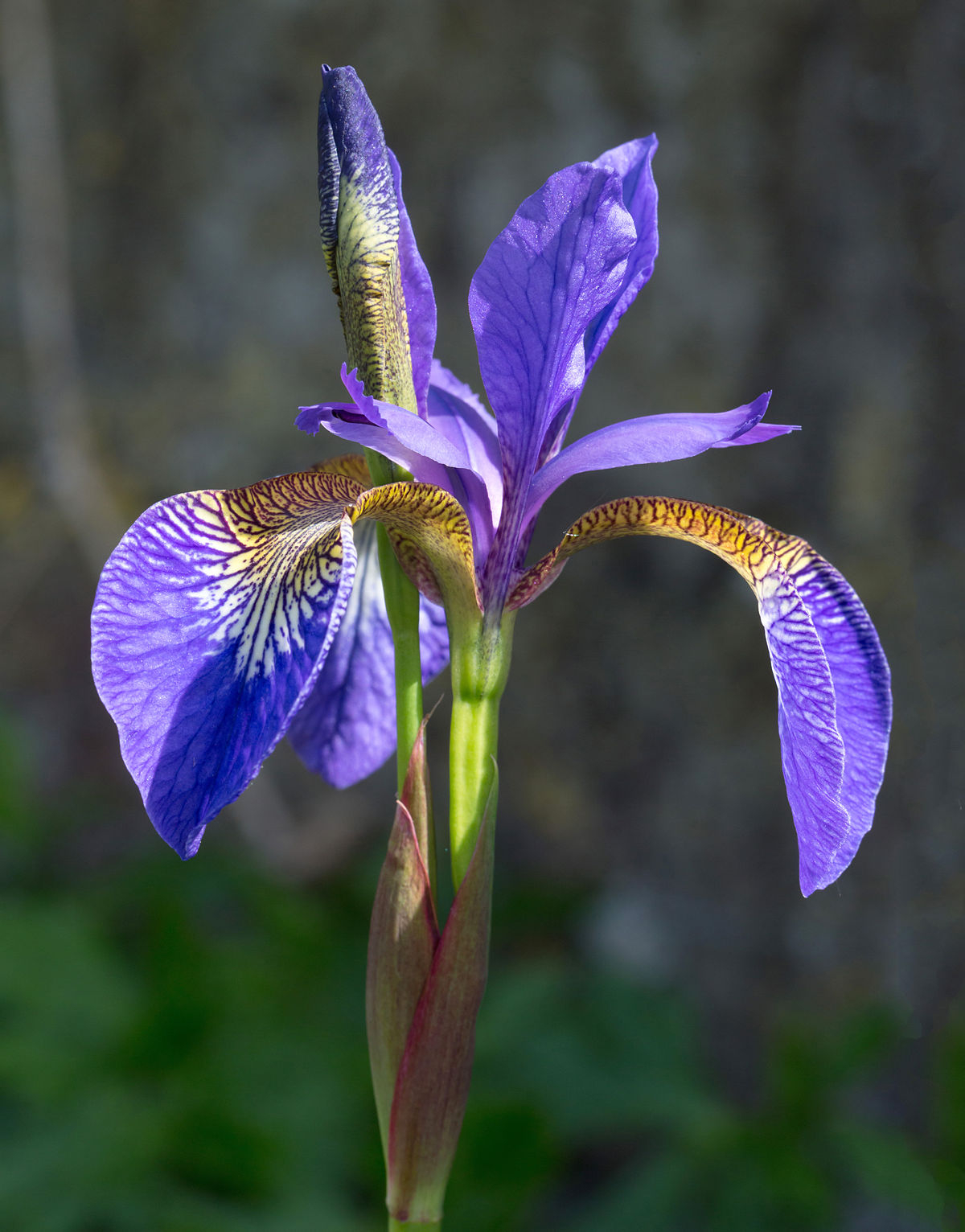 Iris Plant Wikipedia in dimensions 1200 X 1532